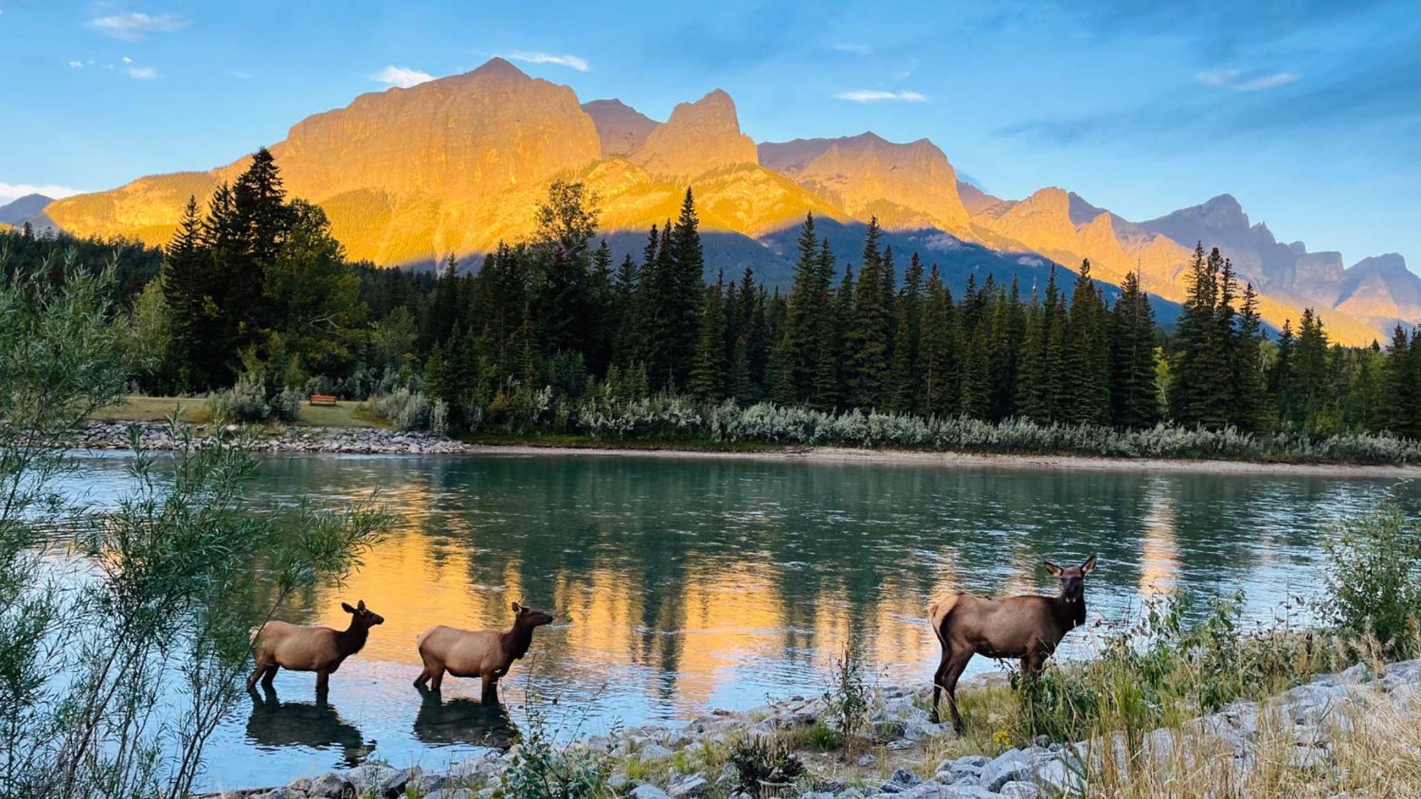 Unit #201 Cozy Mountain View 1Br In Dt Lejlighed Canmore Eksteriør billede